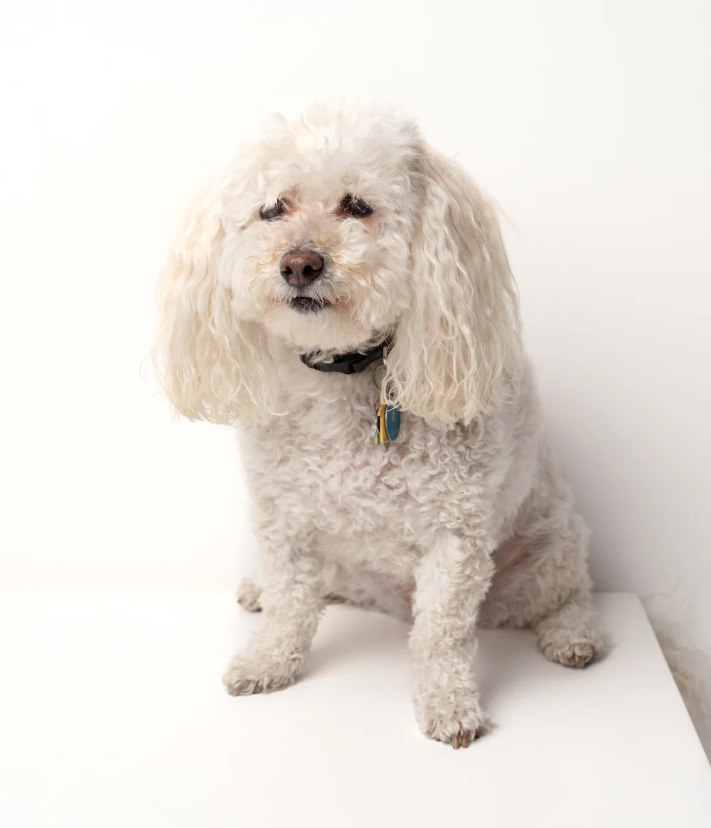 Jo, the Pitch Black Printing Co. shop dog